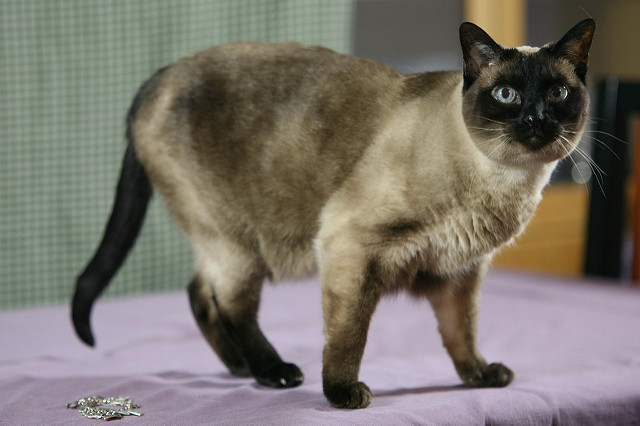 The traditional Siamese cat