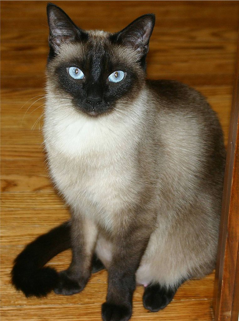 The classic Siamese cat