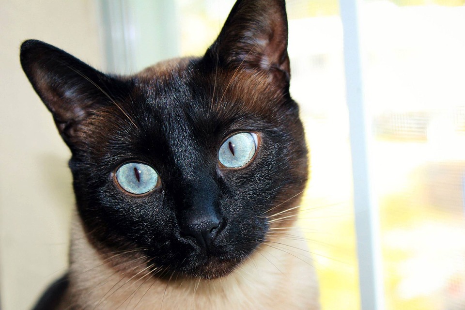 The Siamese cat eyes
