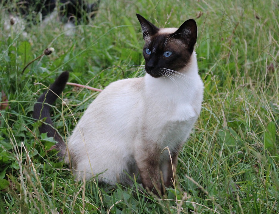 The Siamese cat in grass