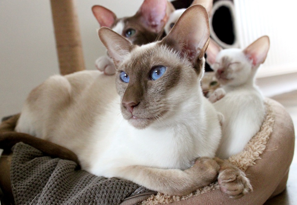 The Siamese cats