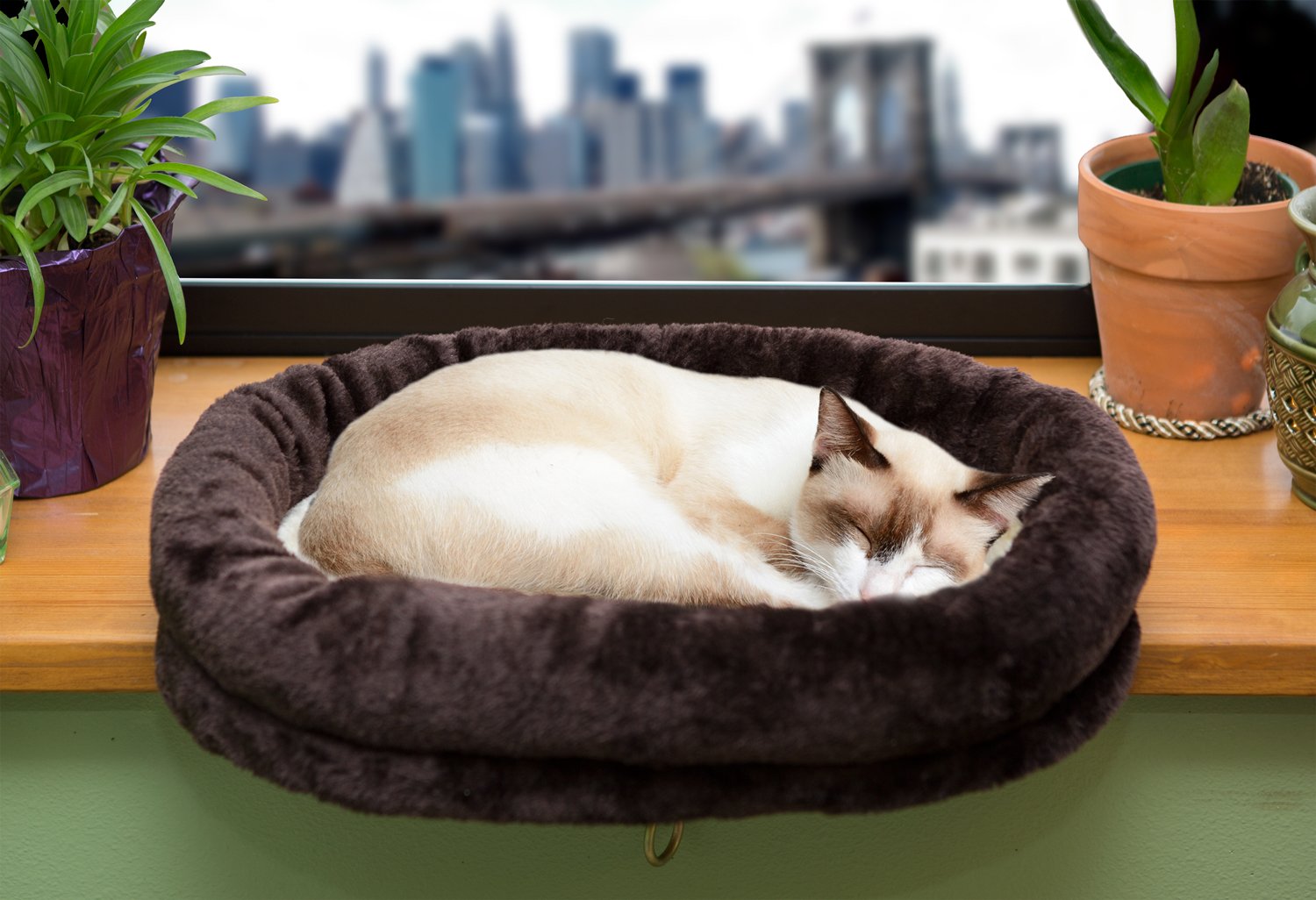 A Special Bed For Your Cat