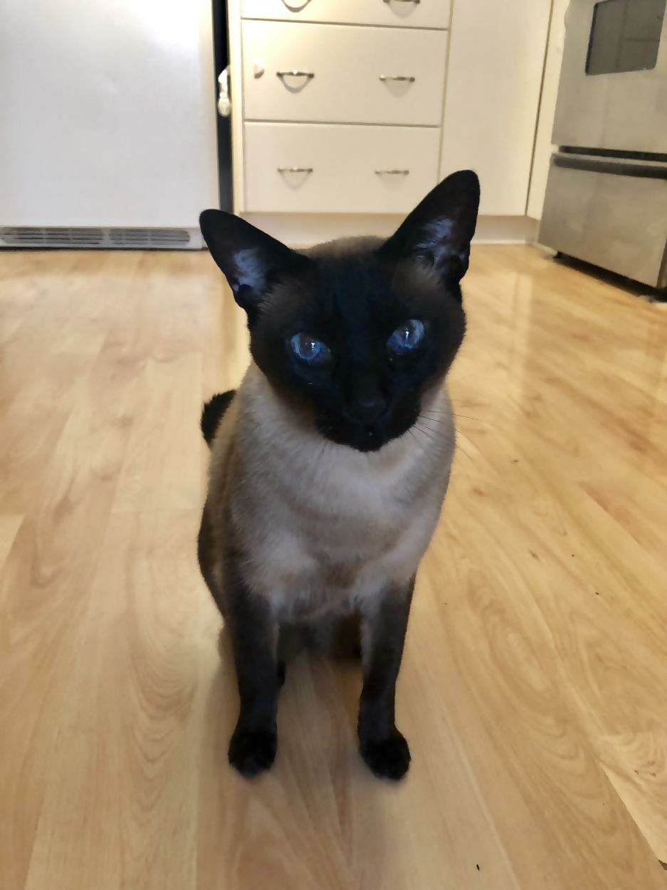 Cat-Friendly Flat Floor