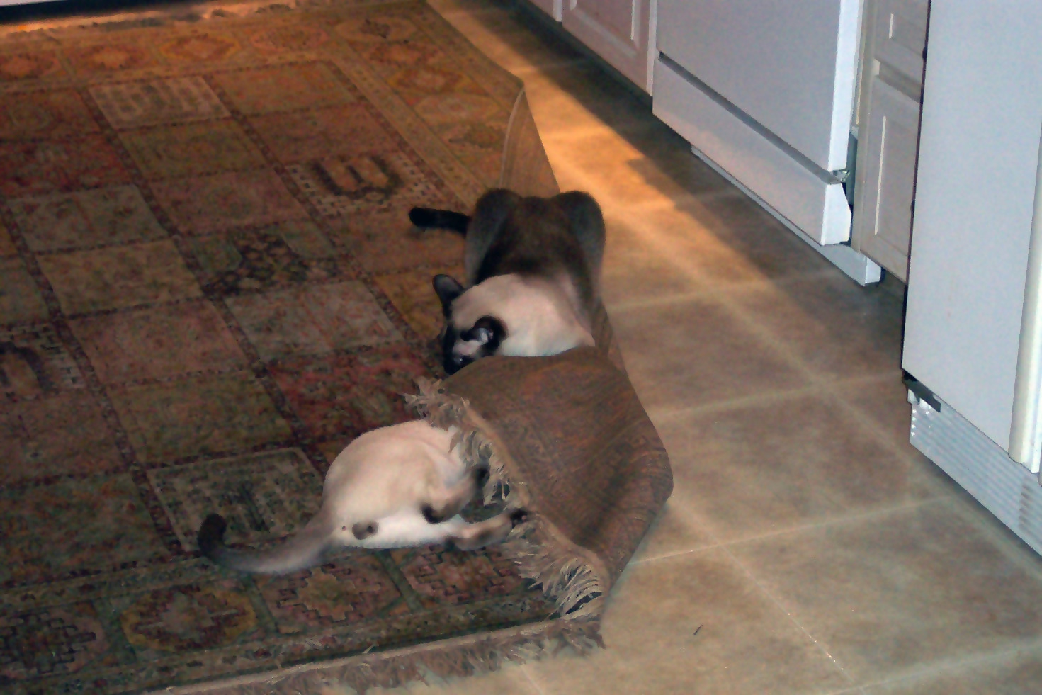 Cat-Proof Area Rugs