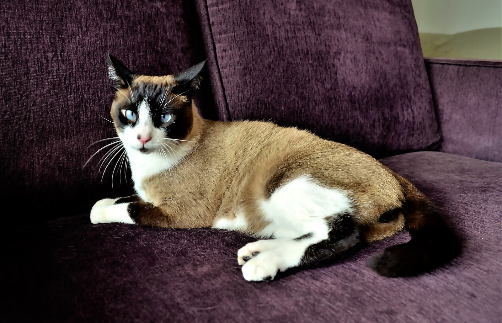 Siamese-friendly Furniture