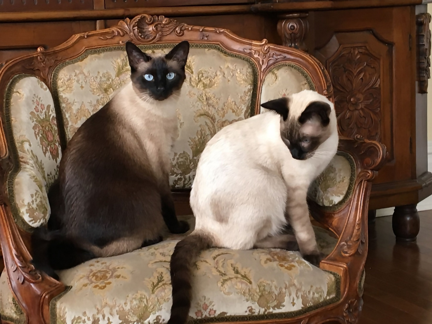 Siamese-Friendly Home Décor