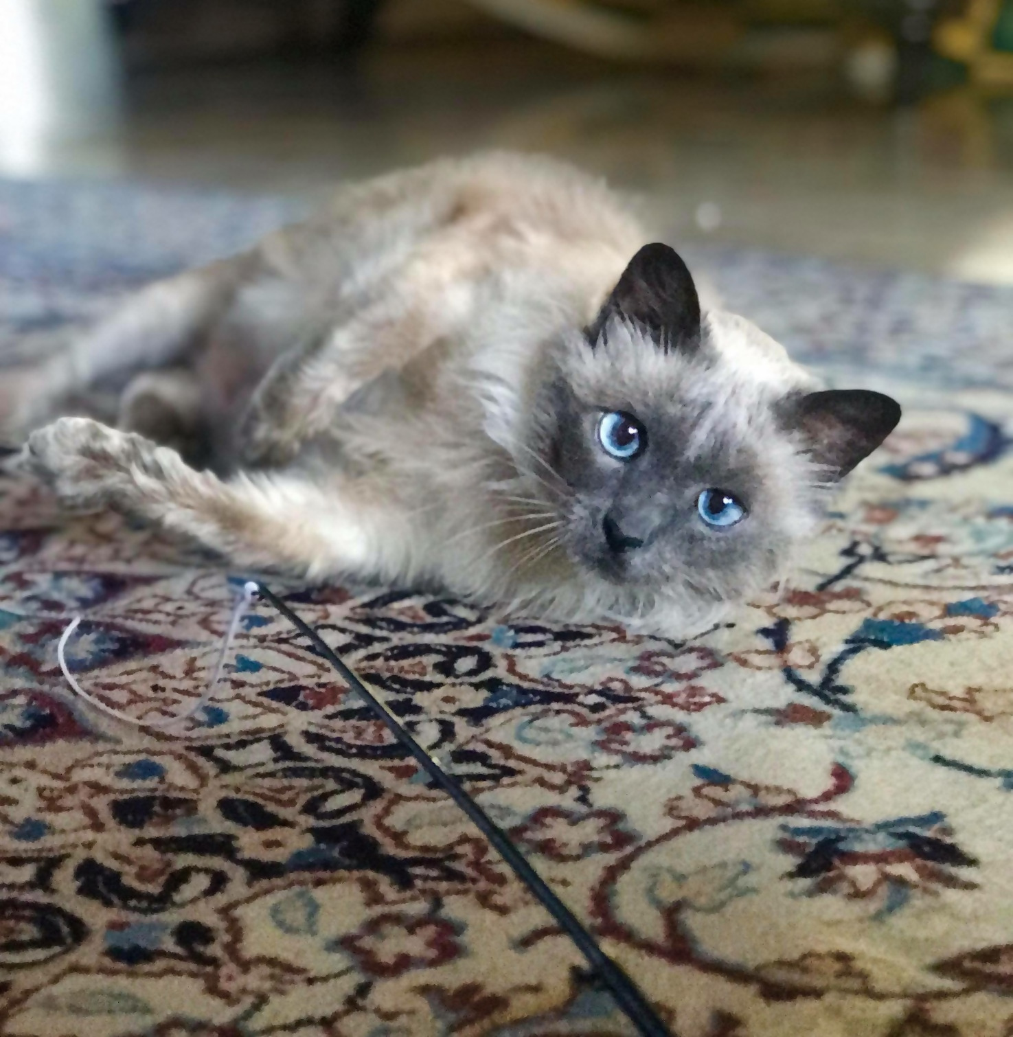 Siamese-Proof Carpet